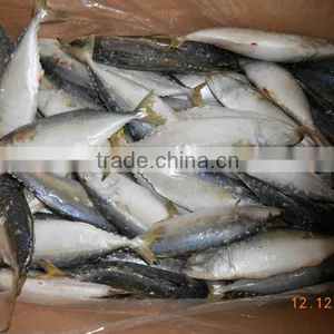 Indian Mackerel AA thumbnail-5