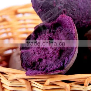 Fresh Purple Sweet Potato For Sweet Potato Buyers thumbnail-5