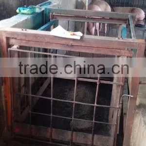 Animal Weighing Scales thumbnail-1