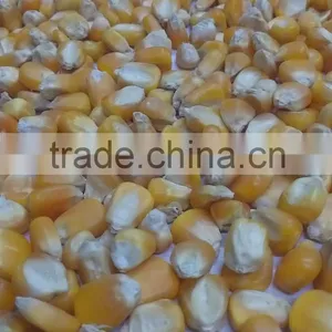 ANIMAL FEED thumbnail-1