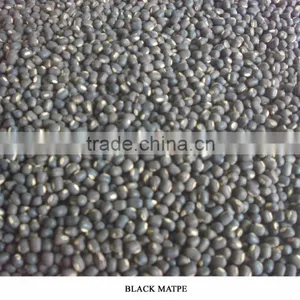 Black Mapte Bean thumbnail-1