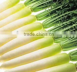10kg/20kg Pack White Radish thumbnail-1