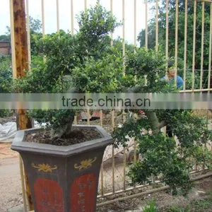 Landscaping and Outdoor Bonsai Usage Chinese Ulmus Pulila thumbnail-6