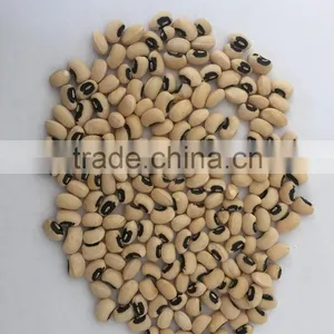 JSX Fair Trade Black Eye Beans and Brown Eye Beans Types of Export Cowpea Bean thumbnail-4