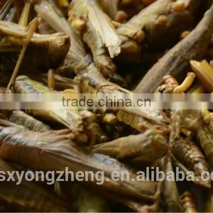 Freeze Dried Locusts For Wild Bird & Pet Fish Food thumbnail-4