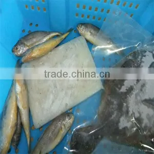 Quality Yellow Fish for Sale thumbnail-1