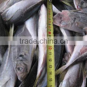 Frozen Scad From China Sea thumbnail-1