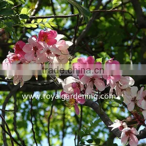 Cassia Javanica thumbnail-1