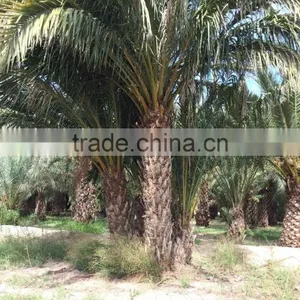 Phoenix Dactylifera "Date Palm Tree" thumbnail-2