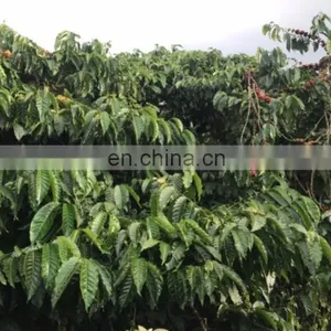 Coffee Beans thumbnail-4