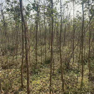 Quotation List of Chionanthus Retusus Base. Prices of Chionanthus Retusus Seedlings. Wholesale From Manufacturers thumbnail-2