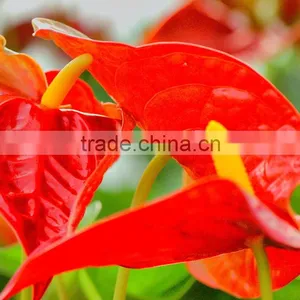 Durable Hotsell Red Anthurium Plant thumbnail-4