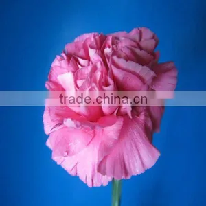 Exporters of Good Quality Fresh Cut Flowres Carnations in Bulk From Qingyi thumbnail-5