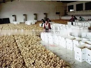 Slim Ginger Factory thumbnail-2