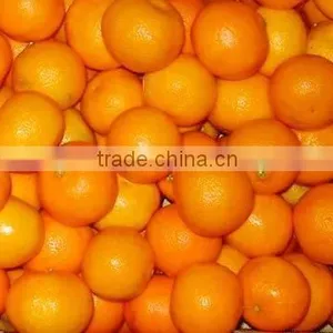 Mandarin, Citrus Fruit From Pakistan thumbnail-1