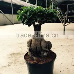 Green Foliage Plants Money Tree British Plants and Flowers thumbnail-3
