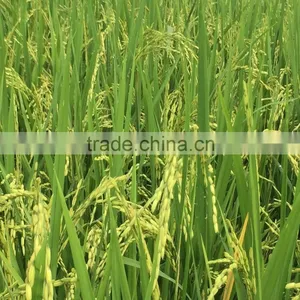 BEST PRICE 5% BROKEN VIETNAM PARBOILED YELLOW RICE thumbnail-2