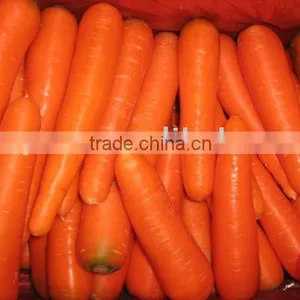 Fresh Carrot thumbnail-1