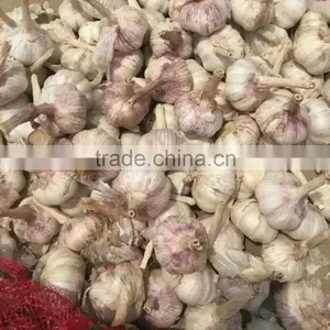 China Top 8 Manufacturer Supplier 2016 Fresh Garlic for Indonesia, Malaysia, Brazil thumbnail-2