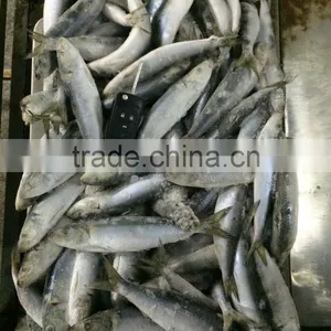 Fresh Frozen Sardine (Sardinella Longiceps) WR for Canning thumbnail-1