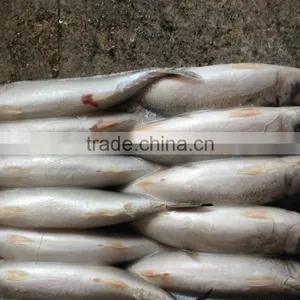 Frozen W/R Seafood Pacific Mackerel Fresh High-quality Pacific Mackerel thumbnail-1