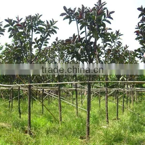Ficus Elastica Nigra Leaves thumbnail-1