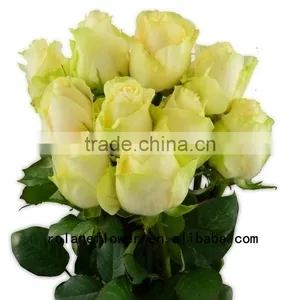 Long Lasting Indian Fresh Flower Garlands Rose Wholesale Peach Avalanche Rose for Weddings From Focus/china thumbnail-3