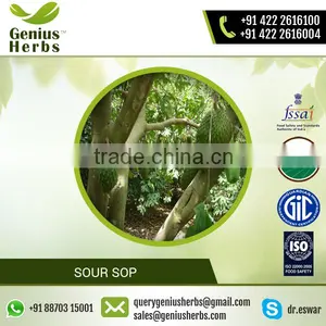 Top Selling High Grade Sour Sop Tea From Best Herbal Supplier thumbnail-2
