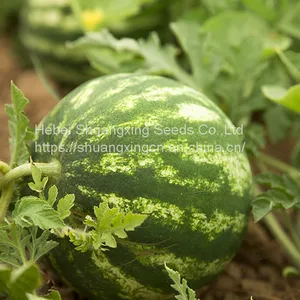 Chinese Crimson Sweet Hybrid Watermelon Seed thumbnail-4