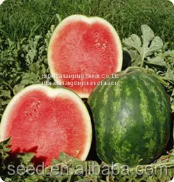 Chinese Crimson Sweet Hybrid Watermelon Seed thumbnail-2