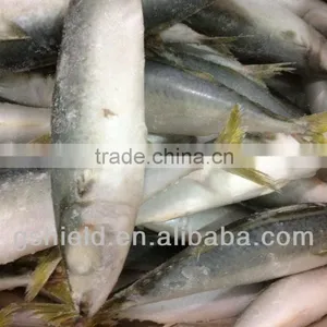 New Fishing Frozen IQF 60-70g Pacific Mackerel in 2016 thumbnail-5