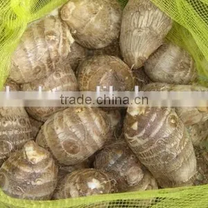 Chinese Fresh Taro Root at Low Price thumbnail-3