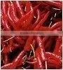 Red Chilli Brand thumbnail-1