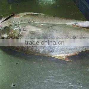 Caranx Sexfasciatus Frozen Bigeye Trevally Fish thumbnail-3