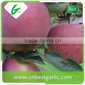 Fresh Good Taste Fuji Apple Exporter in China thumbnail-4