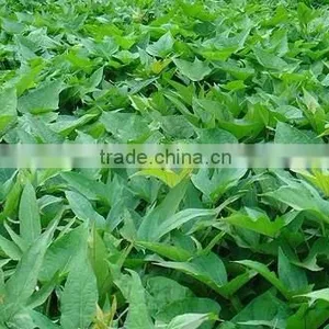 Frozen Sweet Potato Leaves thumbnail-2