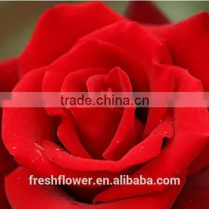 Wholesale Different Types of Fresh Cut Red Rose Flowers thumbnail-1