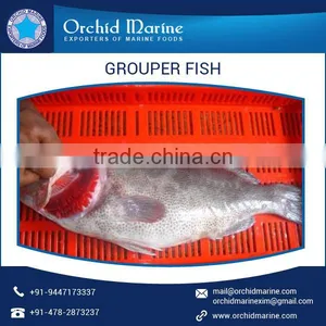 Shelf Life Frozen Grouper Fish Supplier at Cheap Rate thumbnail-1
