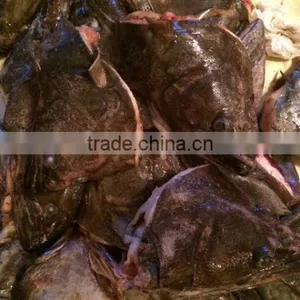 Greenland Halibut Fish Head thumbnail-1