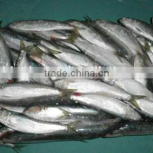 2016 High Quality Frozen Sardine for Bait thumbnail-2