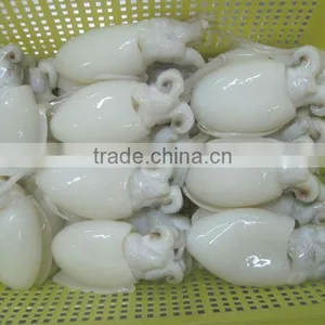 FROZEN BABY CUTTLEFISH thumbnail-1