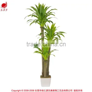 New Products on China Market Outdoor Ficus Tree Bonsai Palm Tree for Christmas thumbnail-1
