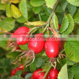Pure Rosehip Oil With Lowest Price thumbnail-1