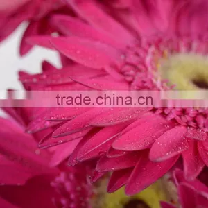 Colorful Purple Petal Colorful 2016 Gerbera Flower thumbnail-1