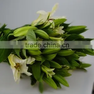 Gift Siberia Stem Lily thumbnail-3