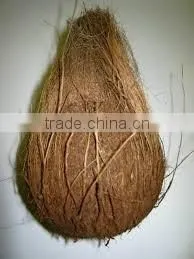 Semi-Husked Coconut thumbnail-1