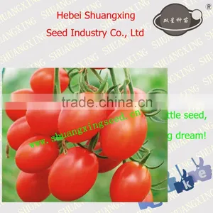 Early Maturity Resistance to TY Little Tomato Seed thumbnail-1