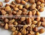 Buckwheat thumbnail-1