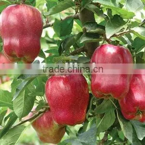 China Apple thumbnail-1