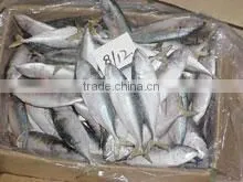 Fresh Frozen Indian Mackerel thumbnail-1
